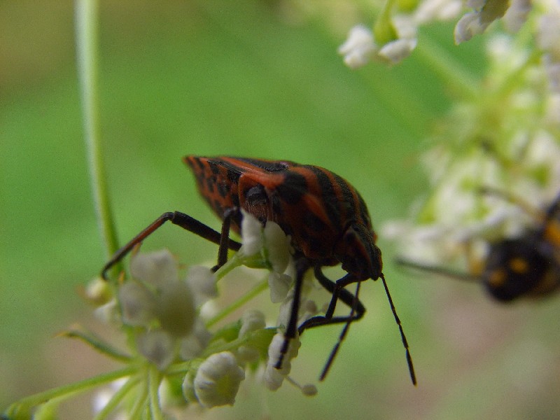 Tetrix subulata e Graphosoma lineatum